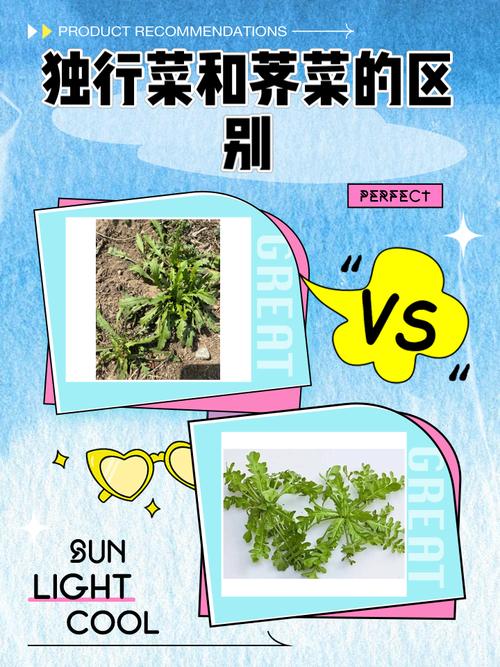 梦见遍地菜花预示与现实生活的关系与对比分析