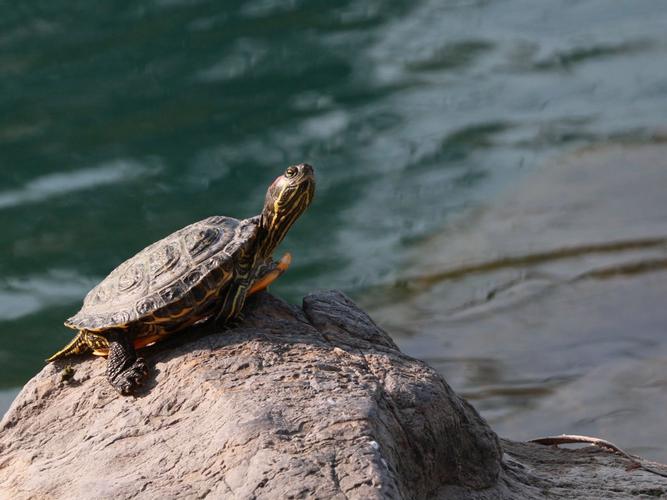 梦见乌龟晒太阳的深层寓意,网友揭示内心渴望与宁静力量! 梦见乌龟晒太阳的深层寓意,网友揭示内心渴望与宁静力量!