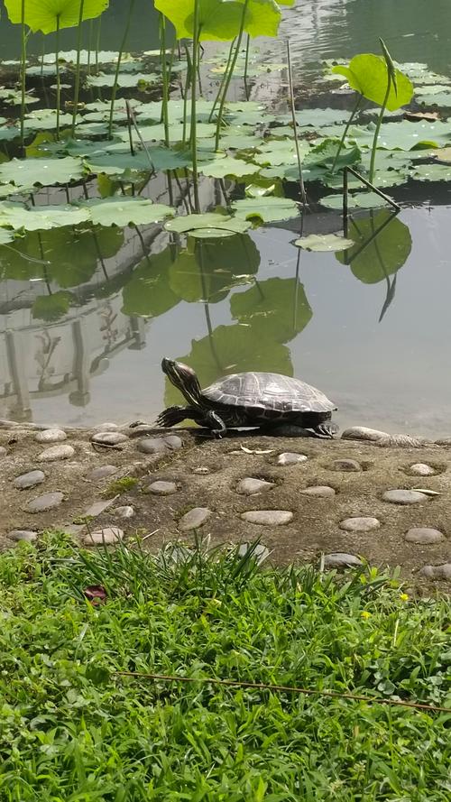 梦见乌龟晒太阳的深层寓意,网友揭示内心渴望与宁静力量! 梦见乌龟晒太阳的深层寓意,网友揭示内心渴望与宁静力量!