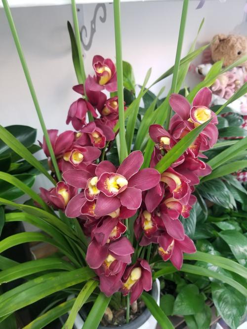 梦见兰花象征财富与运势，你了解其中寓意吗？