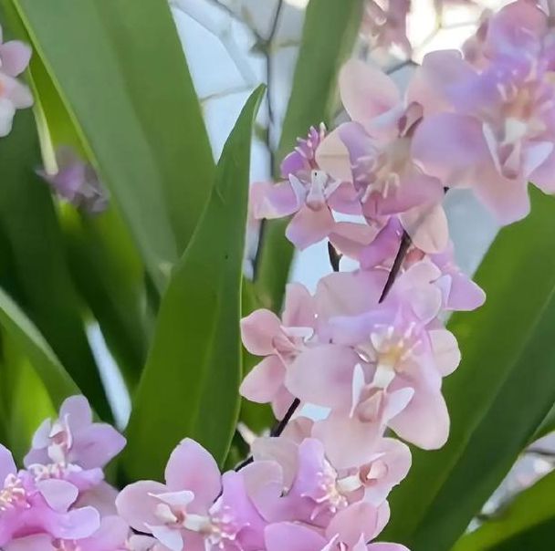 梦见兰花象征财富与运势，你了解其中寓意吗？