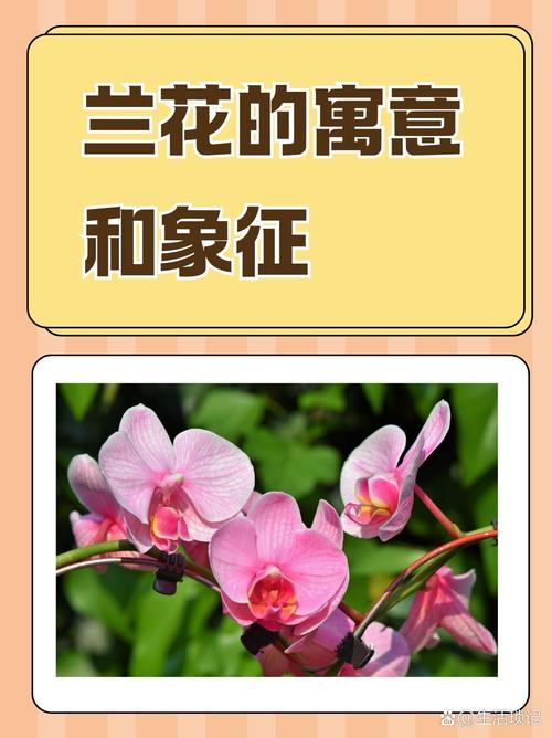 梦见兰花象征财富与运势，你了解其中寓意吗？