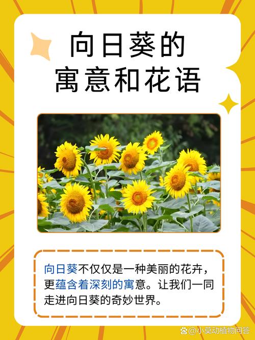 梦见向日葵开花预示美好未来解梦心理解析与生活启示