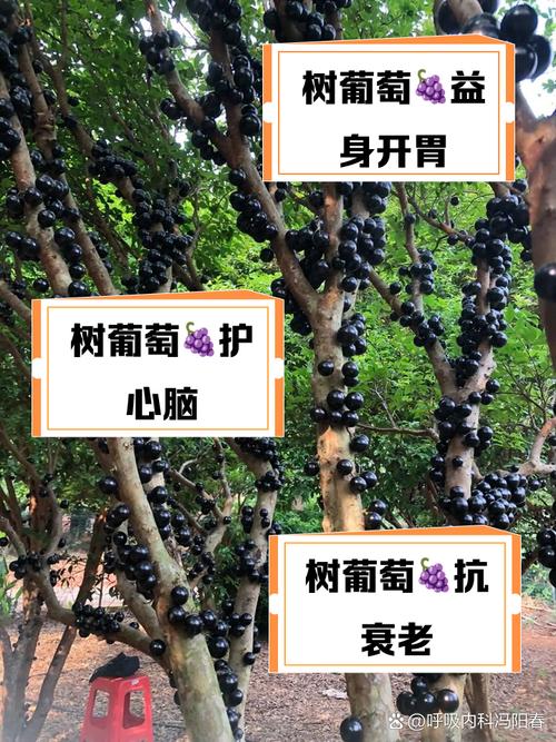 解析梦见葡萄树的5大心理学意义与权威解析 解析梦见葡萄树的5大心理学意义与权威解析