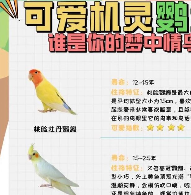 梦见鹦鹉的象征意义及心理解析，揭示内心潜在需求