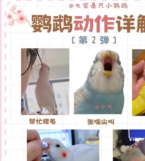 梦见鹦鹉的象征意义及心理解析，揭示内心潜在需求