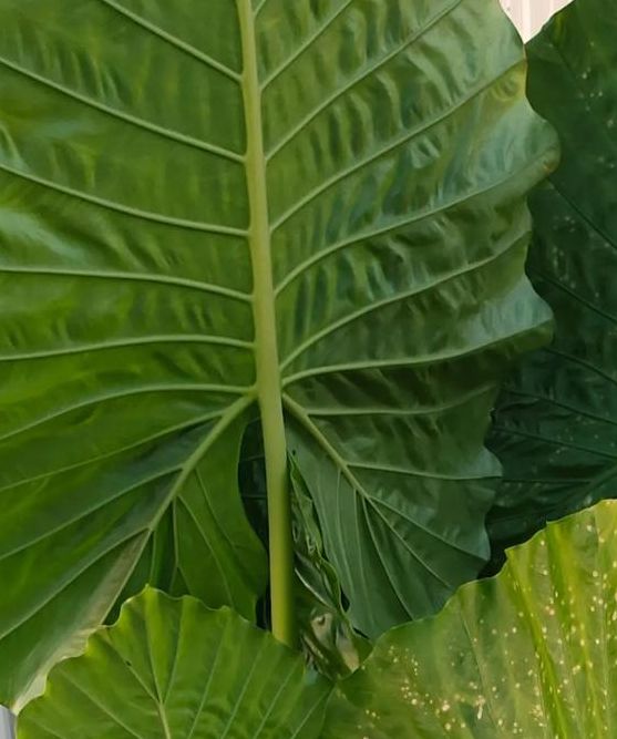 梦见米包堆积的背后意味是哪些？揭秘潜在心理暗示！