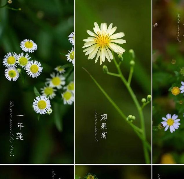 梦见野花预示的5种潜在含义及其影响因素解析