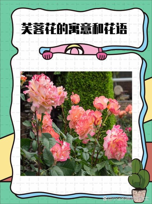 梦见芙蓉花意味着哪些？解读梦境暗示及心理启示