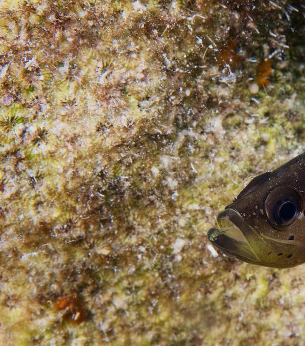 梦见清道夫的深层含义心理解析与生活启示