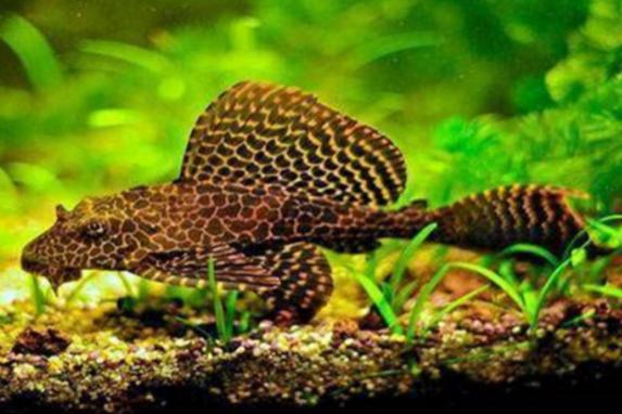 梦见清道夫的深层含义心理解析与生活启示