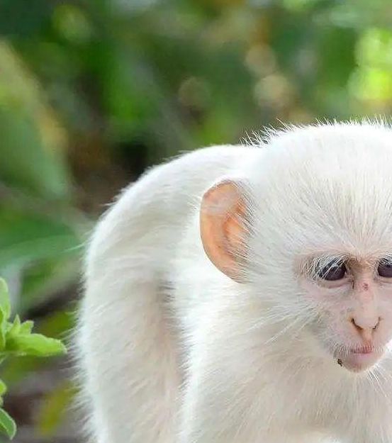 梦见白猴子暗示哪些心理变化？探索梦境深层意义