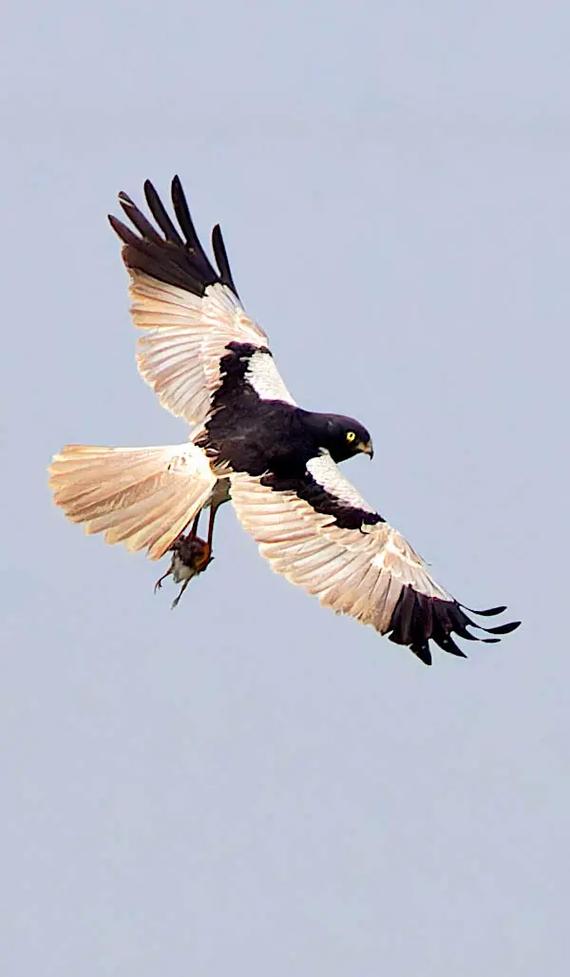 梦见鹞子心理解析好运预兆还是潜在挑战？