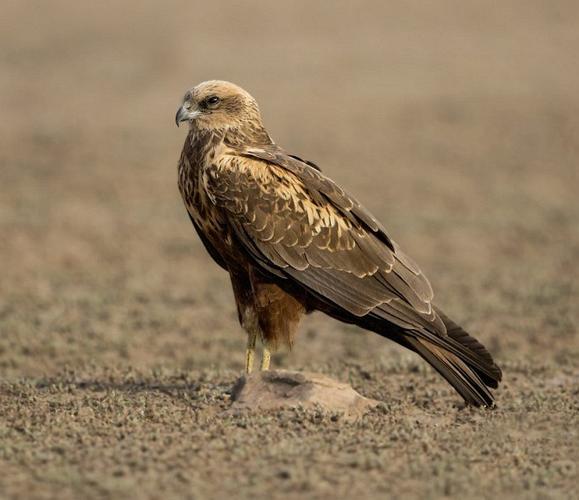 梦见鹞子心理解析好运预兆还是潜在挑战？