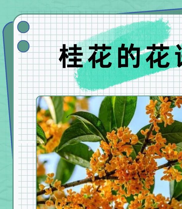 梦见月桂花象征哪些？揭示梦境背后的心理暗示与生活启示