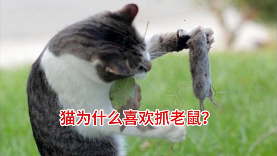 梦见猫抓老鼠意味着哪些？揭示背后的心理暗示与生活关联