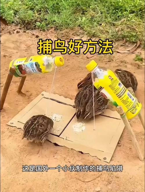 梦见捕鸟象征何意？解锁梦境密码的高效解决方案