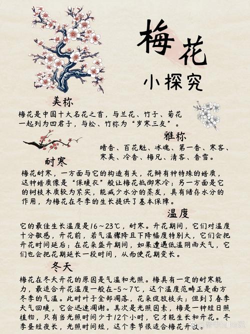 梦见梅花牌解读梦境的5大权威分析