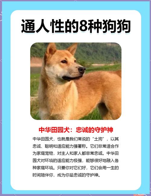 解梦指南梦见灰狗的7种象征含义与现实启示 解梦指南梦见灰狗的7种象征含义与现实启示