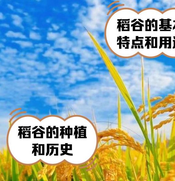 梦见稻谷寓意分析揭示未来财富增长潜力与个人机遇! 梦见稻谷寓意分析揭示未来财富增长潜力与个人机遇!