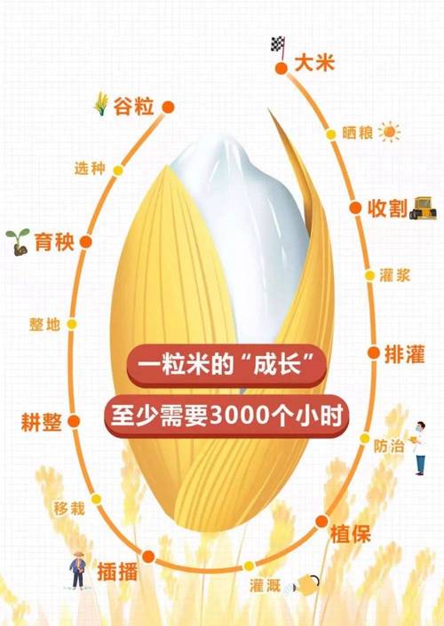 梦见稻谷寓意分析揭示未来财富增长潜力与个人机遇! 梦见稻谷寓意分析揭示未来财富增长潜力与个人机遇!