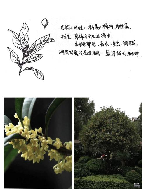 梦见月桂树的深意揭示其象征意义与高效解析方法