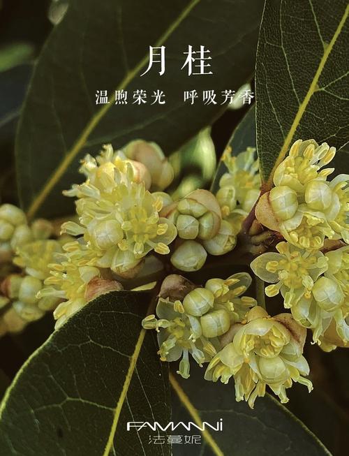 梦见月桂树的深意揭示其象征意义与高效解析方法