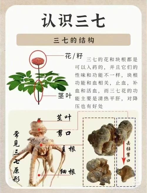 梦见三七的7种可能象征与科学解读 梦见三七的7种可能象征与科学解读