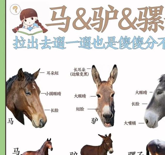 梦见驴骡 vs 梦见骆驼解密动物梦境的心理含义和生活启示 梦见驴骡 vs 梦见骆驼解密动物梦境的心理含义和生活启示