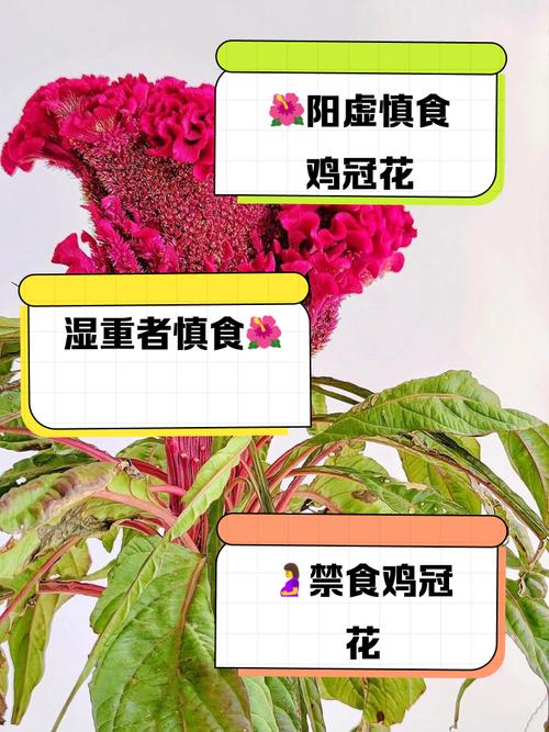 梦见鸡冠花寓意解析解读梦境提升好运与机遇 梦见鸡冠花寓意解析解读梦境提升好运与机遇