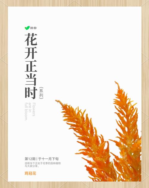 梦见鸡冠花寓意解析解读梦境提升好运与机遇 梦见鸡冠花寓意解析解读梦境提升好运与机遇
