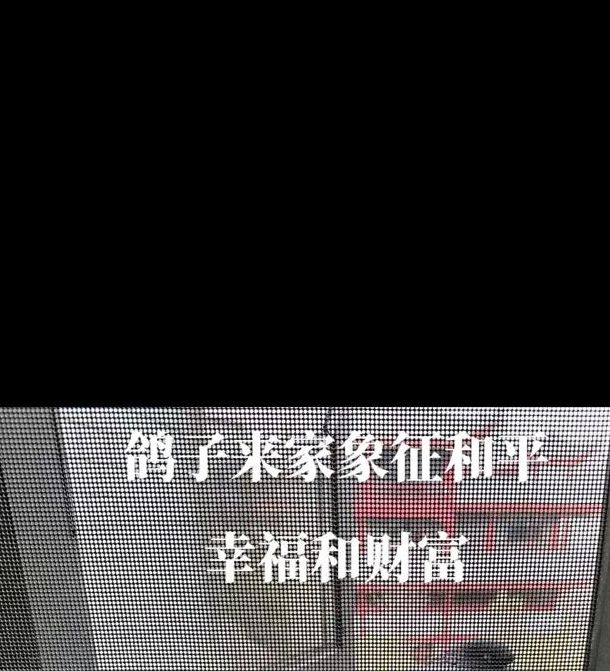 梦见鸽子寓意揭秘好运开启还是暗藏玄机? 梦见鸽子寓意揭秘好运开启还是暗藏玄机?