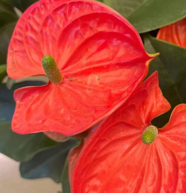 梦见烛花揭示的5个运势变化与寓意解析