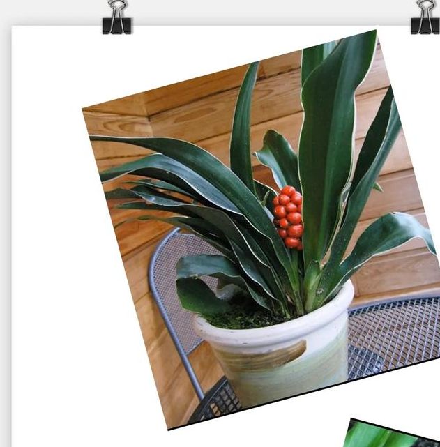 梦见万年青寓意揭秘好运还是警示？解析背后玄机