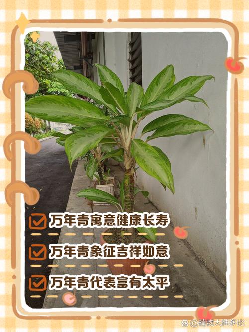 梦见万年青寓意揭秘好运还是警示？解析背后玄机