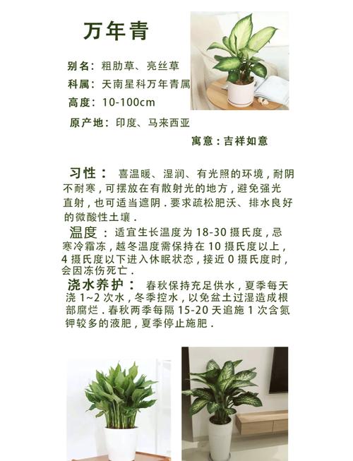 梦见万年青寓意揭秘好运还是警示？解析背后玄机