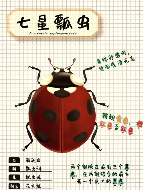 梦见七星瓢虫解析神秘寓意揭示,助力生活顺畅前行! 梦见七星瓢虫解析神秘寓意揭示,助力生活顺畅前行!