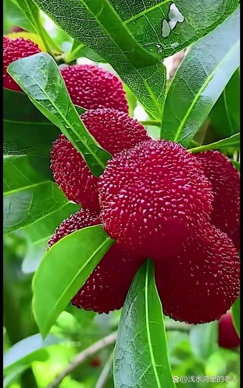 梦见杨梅预示的5种幸福兆头是哪些？