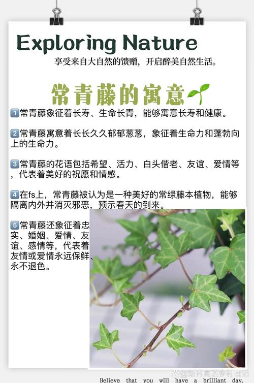 梦见常青藤象征与现实心理解析与个人成长之路 梦见常青藤象征与现实心理解析与个人成长之路