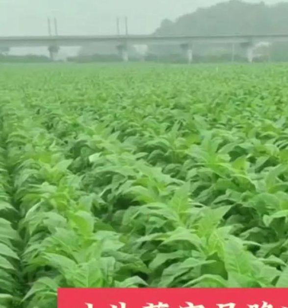 梦见烟叶深度解析烟叶象征与高效解决方案揭秘