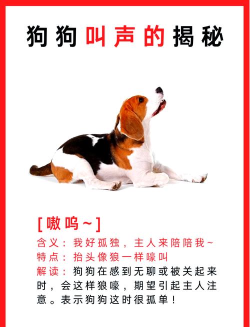 梦见狗叫背后的心理解析及高效解决方案揭示