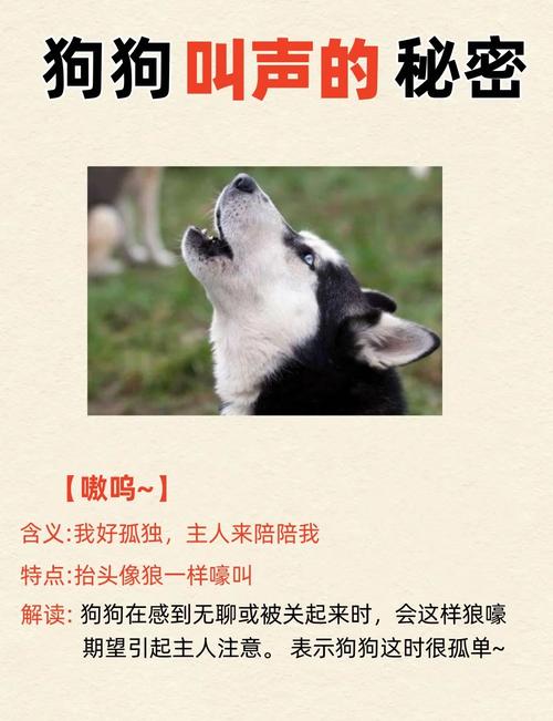梦见狗叫背后的心理解析及高效解决方案揭示