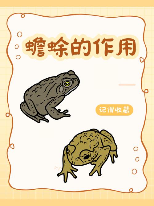 解读梦见白蟾蜍象征意义,提升运势的实用技巧详解 解读梦见白蟾蜍象征意义,提升运势的实用技巧详解