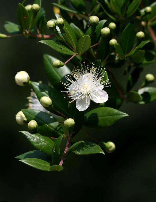 梦见香桃木的寓意是哪些?揭示它的心理与生活暗示 梦见香桃木的寓意是哪些?揭示它的心理与生活暗示