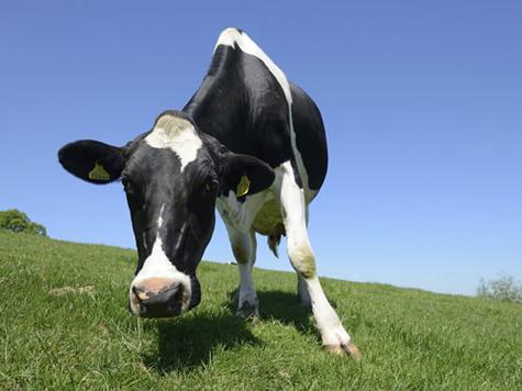 揭秘梦见牧场背后的心理暗示，这寓意你未来的财富与成功？