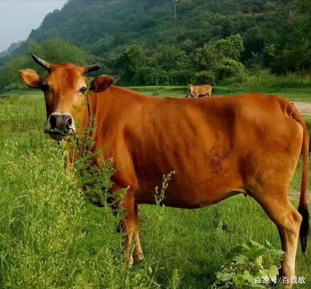 揭秘梦见牧场背后的心理暗示，这寓意你未来的财富与成功？