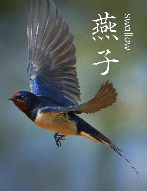 梦见小燕子预示探秘其深层心理意义与独特象征解析