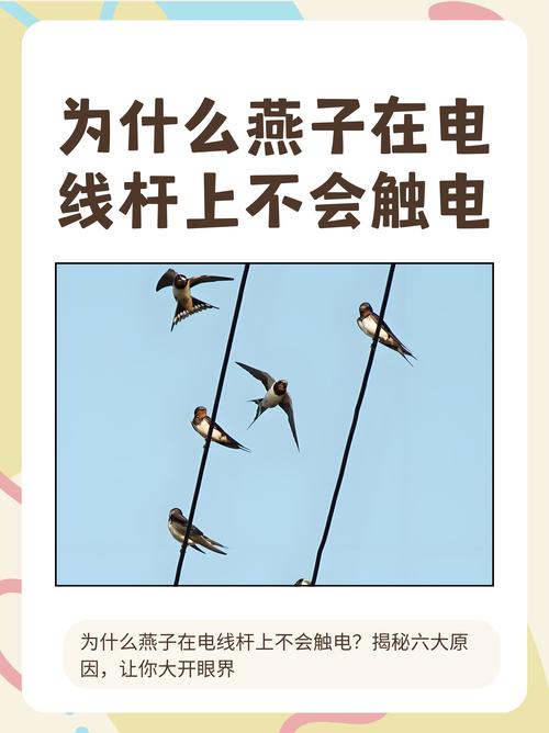 梦见小燕子预示探秘其深层心理意义与独特象征解析