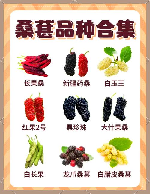 梦见桑椹象征解析好运预兆还是简单梦境? 梦见桑椹象征解析好运预兆还是简单梦境?