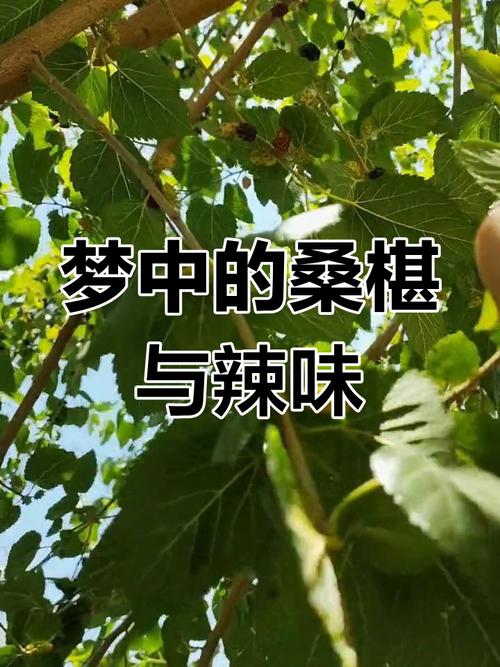 梦见桑椹象征解析好运预兆还是简单梦境? 梦见桑椹象征解析好运预兆还是简单梦境?